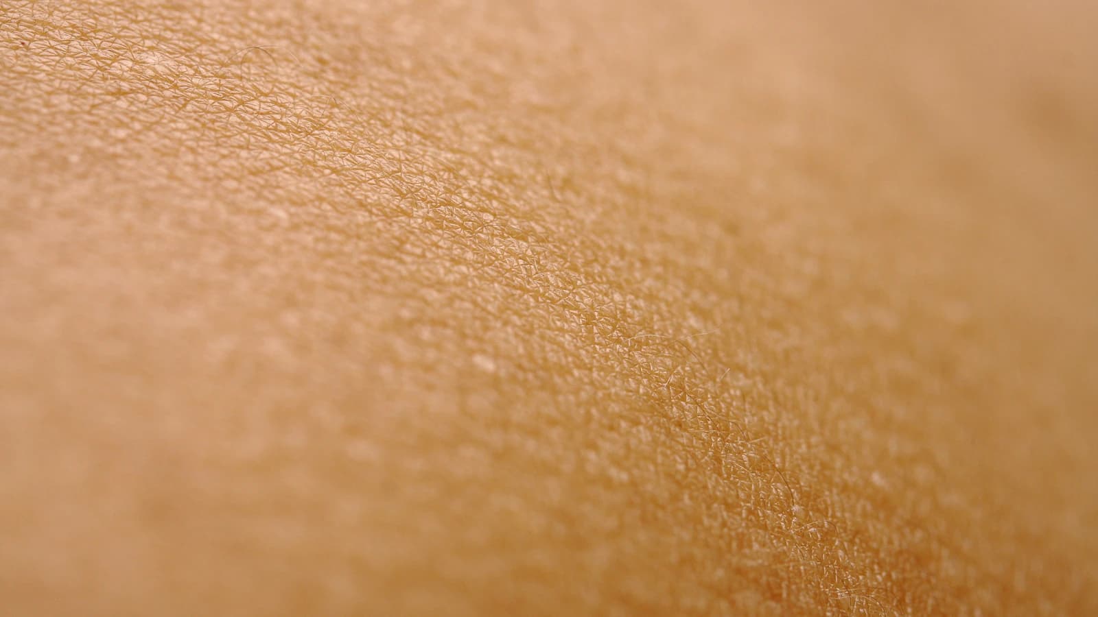 Uitgelichte afbeelding bij het kennisbank artikel opbouw en functies van de huid